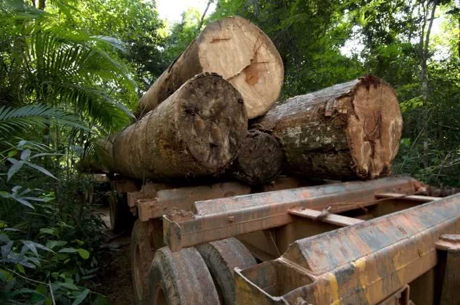  کشف ۱۵ تن چوب‌آلات جنگلی قاچاق در مازندران